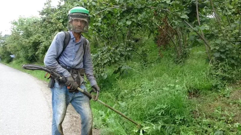 Giresun’da Fındık Sezonu Öncesi Bahçelerde Yoğun Mesai: Günlük Yevmiye 6 Bin TL’ye Dayandı
