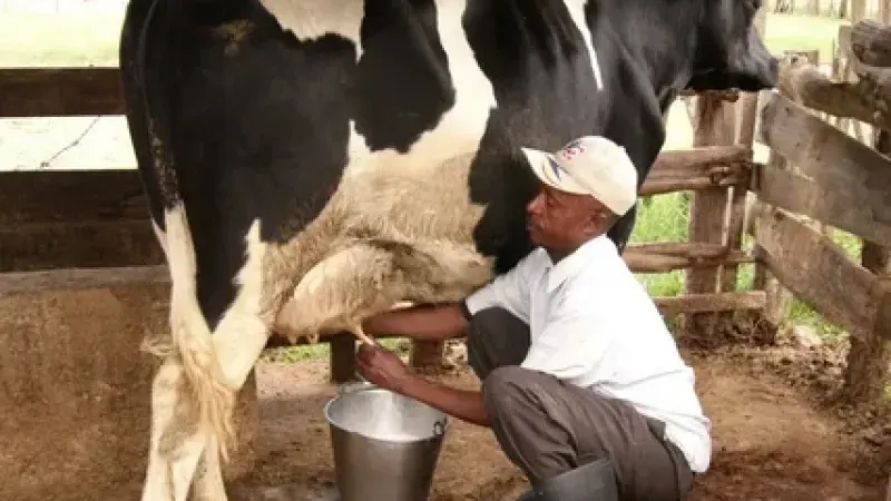 Şap salgını süt üretimini vurdu: Eylülde üretim geriledi