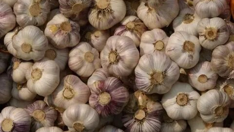 Kış Aylarında Bağışıklığı Güçlendiren Beslenme Tüyoları: Sarımsak Neden Bu Kadar Önemli