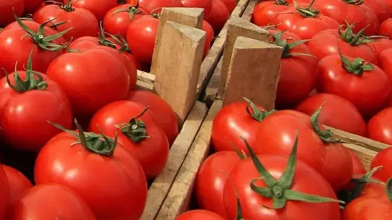 Domates İhracatı 2025’te 401 Milyon Doları Aştı