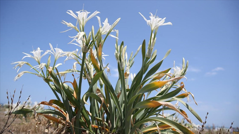 Endemik Bitkilere Ağır Yaptırım: Koparmanın Cezası 699 Bin Lirayı Aşıyor