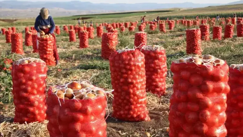 Amasya soğanı Avrupa yolunda: Pazarda en ucuz ürün, ihracatta gözde
