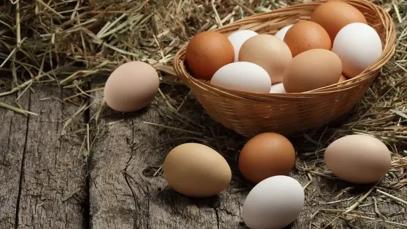 Yumurtada Yeni Dönem Raf Ömrü Değişti, Etiketler Güncellendi