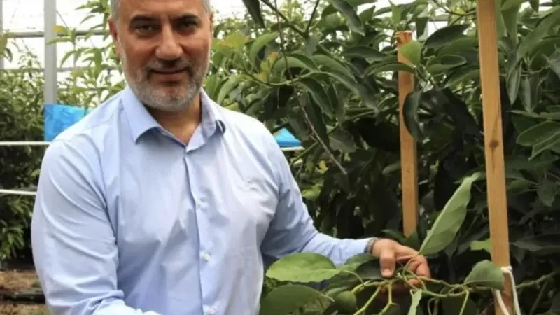 Antalya’da tropikal meyve üretimi her geçen yıl artıyor