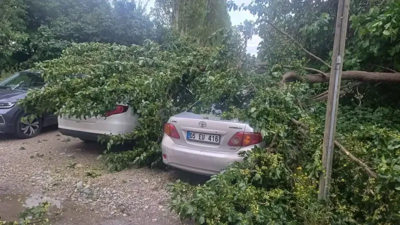 Çorum’da şiddetli yağış sonrası ağaç devrildi: İki araç zarar gördü