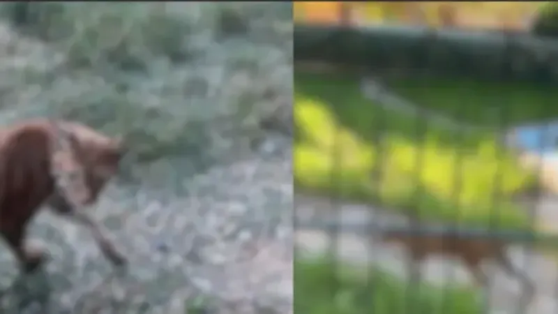 Edirne'de gümrükte akılalmaz manzara