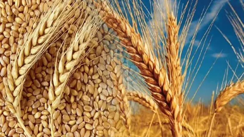Türkiye tarımda rekor kırdı: 2025'te 83,2 milyar dolarlık hasıla