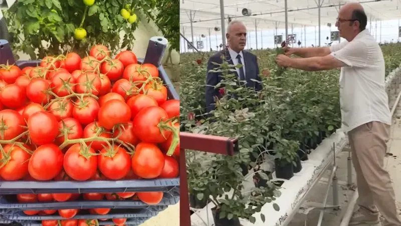 Isparta’da Tarımda Yeni Dönem: Gül Seralarından Topraksız Domatese Modern Üretim